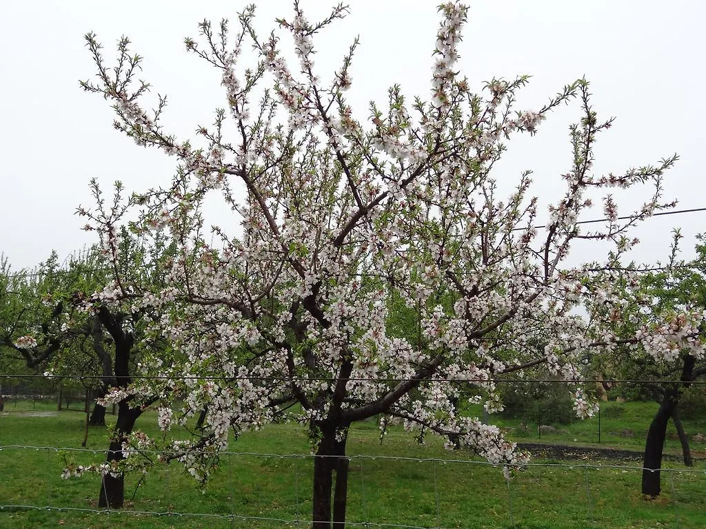 Finca Son Ametler Moscari